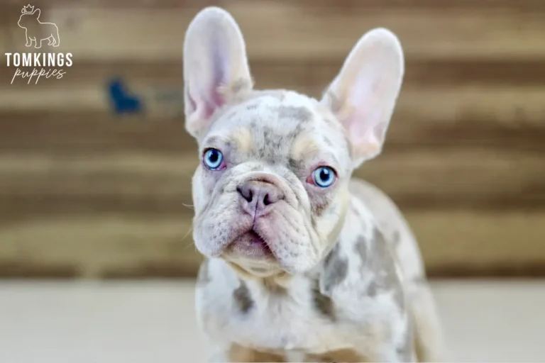 Logan, an isabella merle and tan male French Bulldog puppy, looking at the camera in a close portrait.