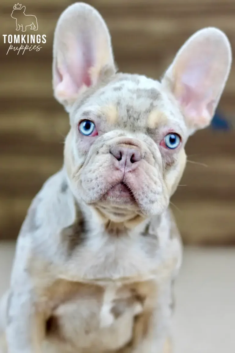 Logan, an isabella merle and tan male French Bulldog puppy, shown in a vertical close-up portrait.