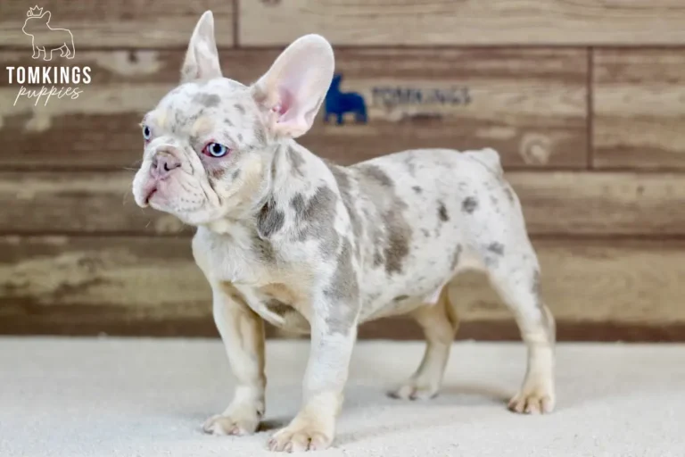 Logan, an isabella merle and tan male French Bulldog puppy, standing in left profile indoors.