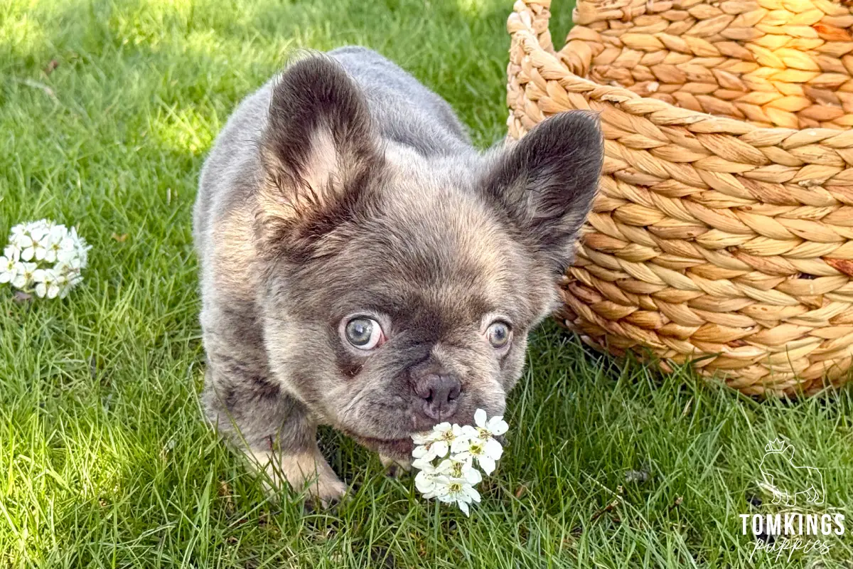 Marigold, a female blue merle fluffy French Bulldog puppy, standing outdoors and looking toward the camera.