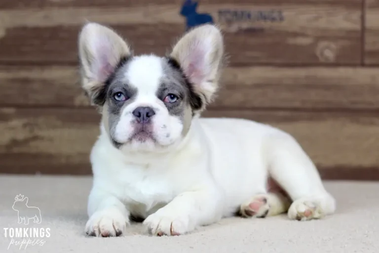 Matthew, a lilac and tan pied fluffy male French Bulldog puppy, lying down on a light rug.