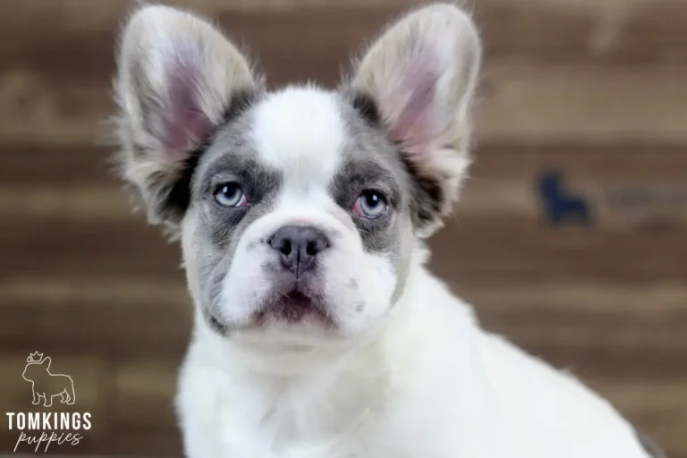 Matthew, a lilac and tan pied fluffy male French Bulldog puppy, facing the camera in a close portrait.