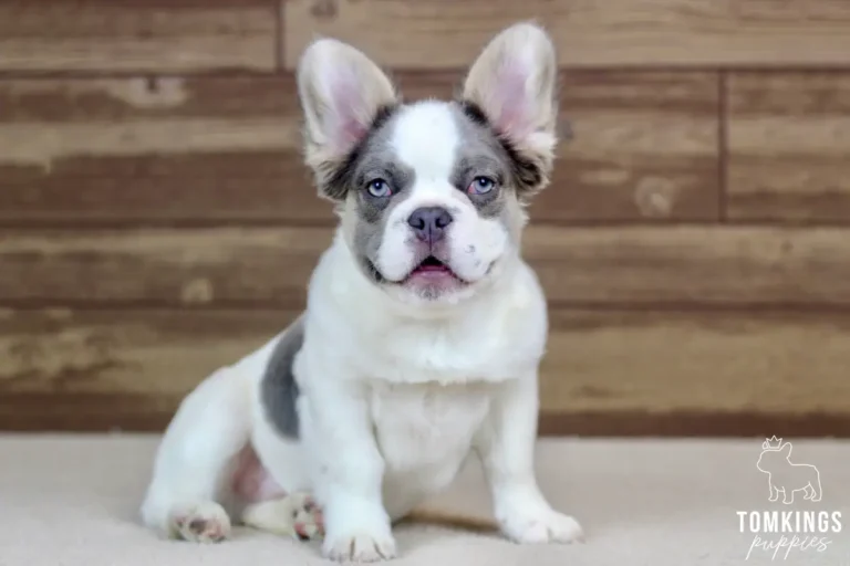 Matthew, a lilac and tan pied fluffy male French Bulldog puppy, sitting with his mouth slightly open.