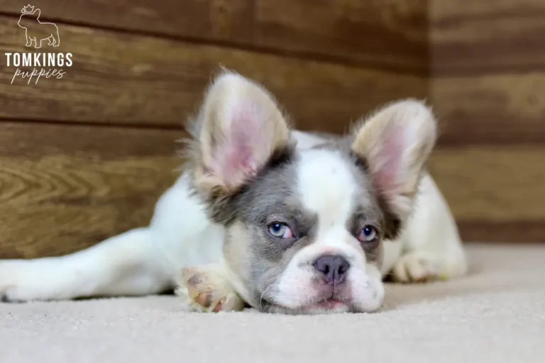 Matthew, a lilac and tan pied fluffy male French Bulldog puppy, lying low with his head down.