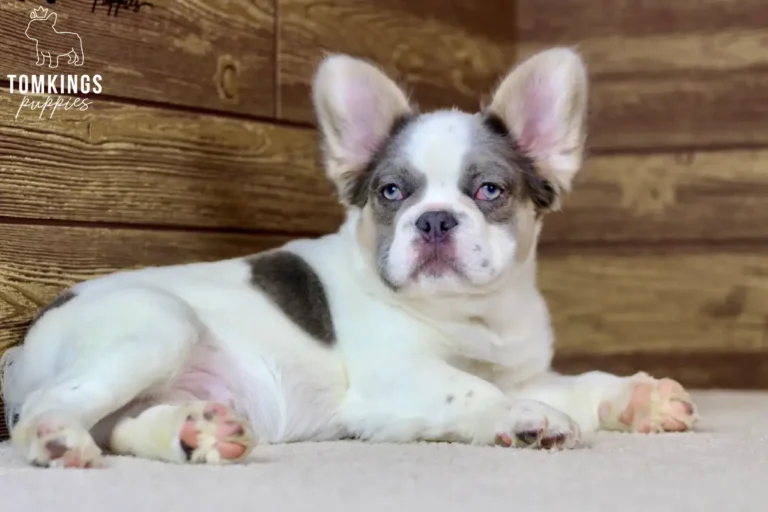 Matthew, a lilac and tan pied fluffy male French Bulldog puppy, reclining on a light rug indoors.
