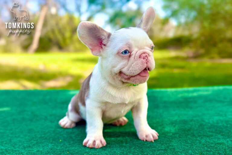 Ollie, a blue husky French Bulldog puppy, sitting on a green table outdoors in an orange collar.