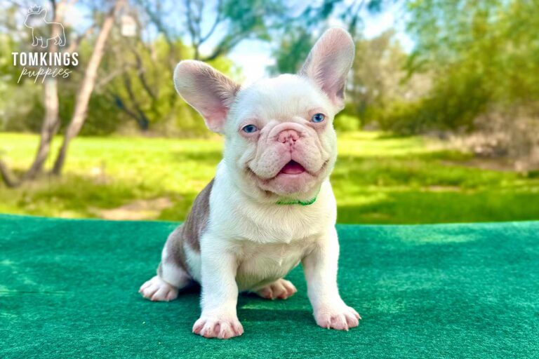 Ollie, a blue husky French Bulldog puppy, seated in side view on a green table outdoors.