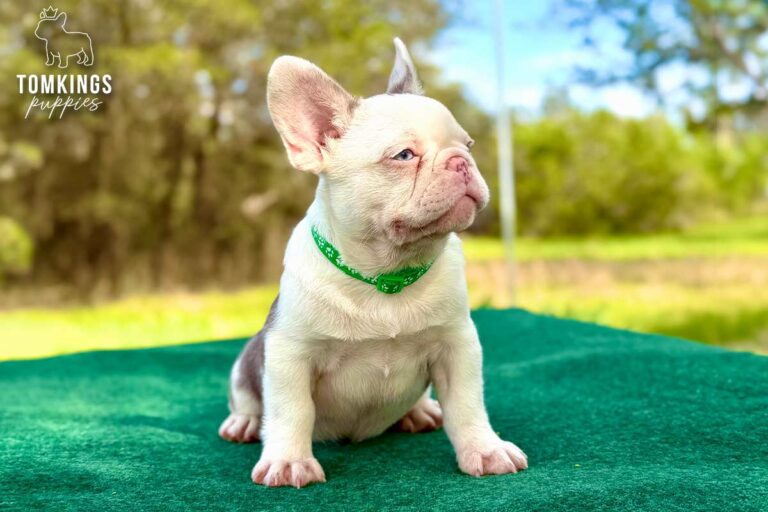 Ollie, a blue husky French Bulldog puppy, sitting sideways on a green table in an orange collar.