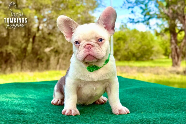 Ollie, a blue husky French Bulldog puppy, sitting front-facing on a green table outdoors.