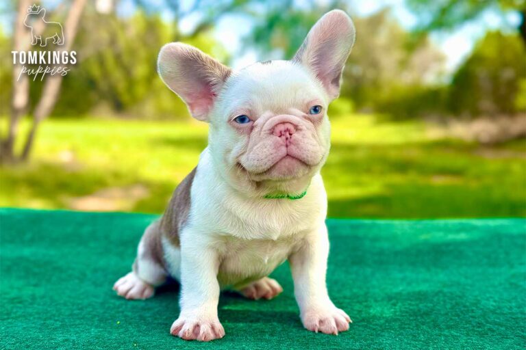 Ollie, a blue husky French Bulldog puppy, sitting outdoors on a green table in an orange collar.