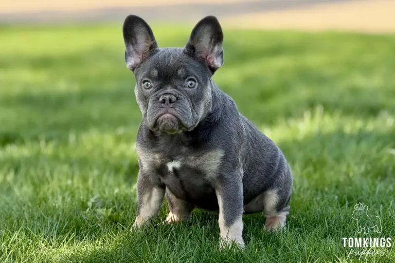 Ruby, a lilac and tan female French Bulldog puppy, sitting on grass and looking toward the camera.