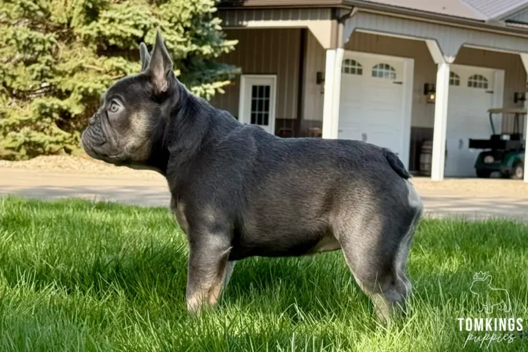 Ruby, a lilac and tan female French Bulldog puppy, standing in side profile on grass outdoors.