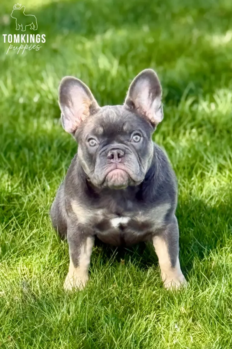 Ruby, a lilac and tan female French Bulldog puppy, standing on green grass and facing forward outdoors.