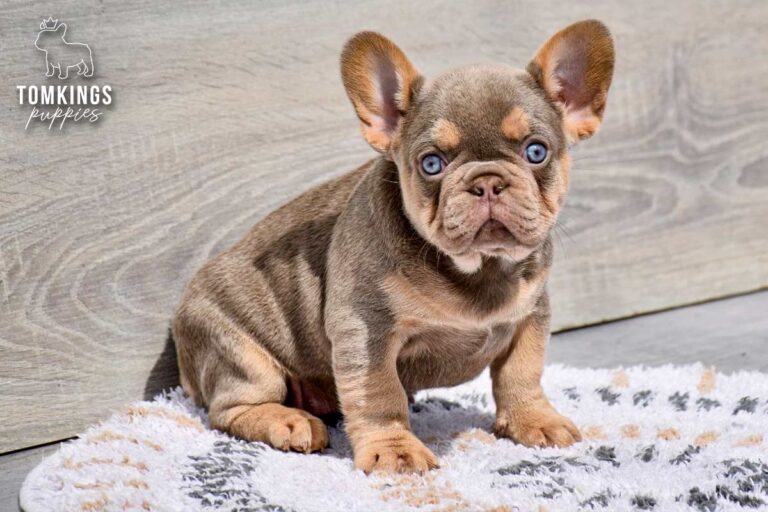 Alessa, an isabella and tan female French Bulldog puppy, standing on a soft rug indoors.