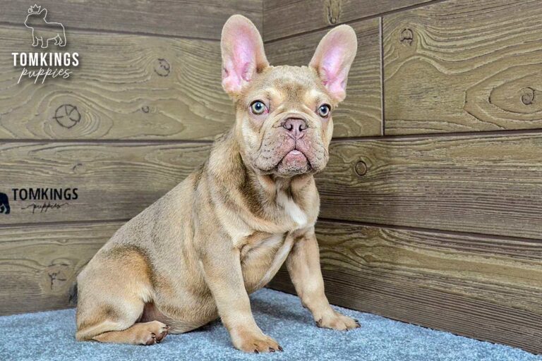 Betania, a lilac fawn French Bulldog girl, sitting on gray carpet in a wood-paneled indoor setup.
