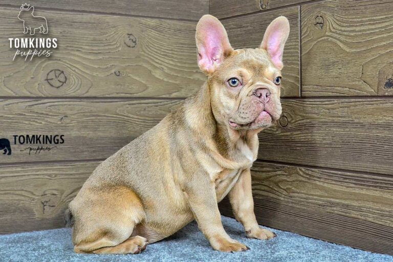 Betania, a lilac fawn French Bulldog girl, sitting in side profile on gray carpet indoors.