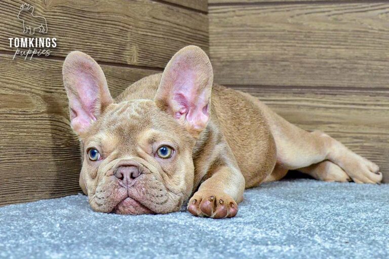 Betania, a lilac fawn French Bulldog girl, lying stretched out on gray carpet indoors.