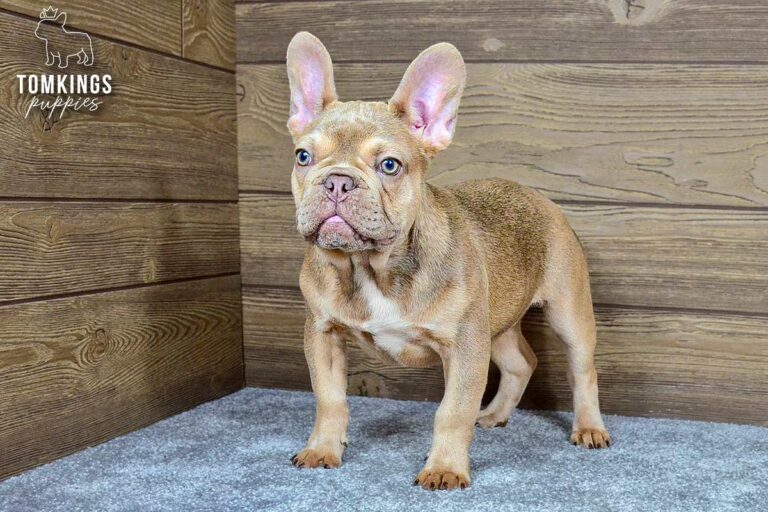 Betania, a lilac fawn French Bulldog girl, standing facing forward on gray carpet indoors.