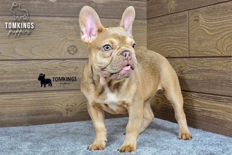 Betania, a lilac fawn French Bulldog girl, standing at an angle on gray carpet indoors.