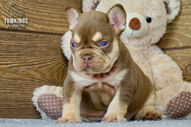 Bradley, a rojo and tan French Bulldog boy, sitting on gray carpet with a teddy bear behind him.