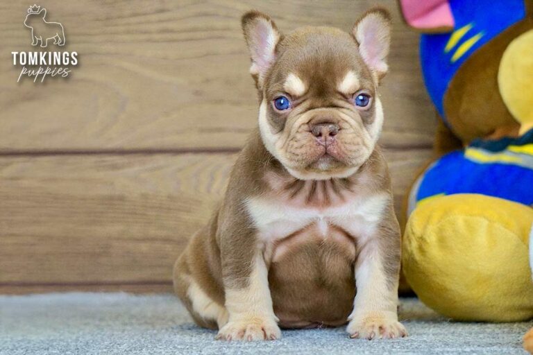 Bradley, a rojo and tan French Bulldog boy, sitting centered on gray carpet with plush toys beside him.