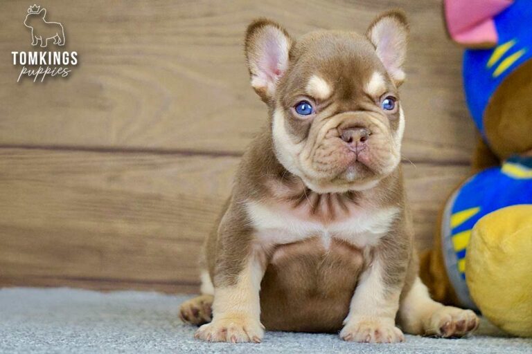 Bradley, a rojo and tan French Bulldog boy, sitting on gray carpet with colorful plush toys nearby.