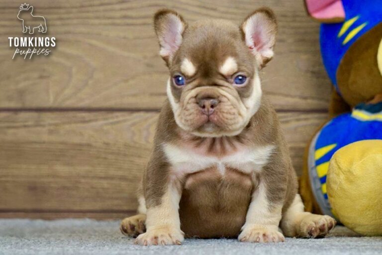 Bradley, a rojo and tan French Bulldog boy, sitting on gray carpet with a blue and yellow plush toy.