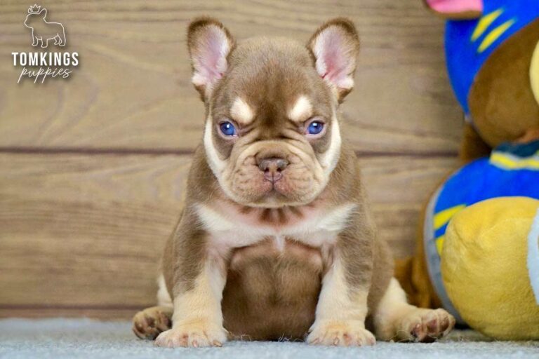 Bradley, a rojo and tan French Bulldog boy, sitting centered on gray carpet beside a plush toy.