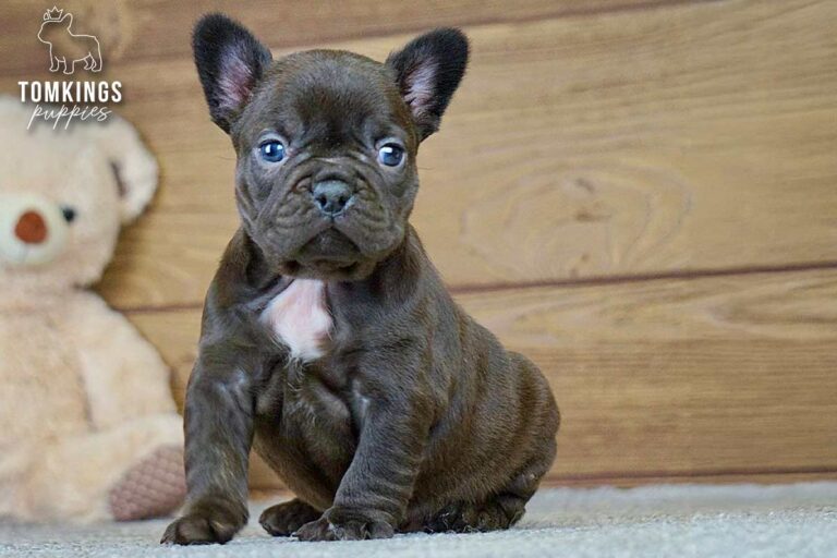 Brianna, a choco French Bulldog girl, sitting on gray carpet with a teddy bear against a wood backdrop.