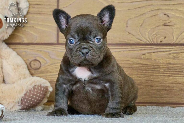 Brianna, a choco French Bulldog girl, sitting centered on gray carpet against a wood backdrop.
