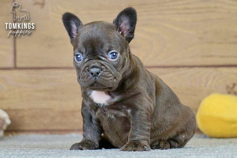 Brianna, a choco French Bulldog girl, sitting on gray carpet beside a yellow plush toy indoors.