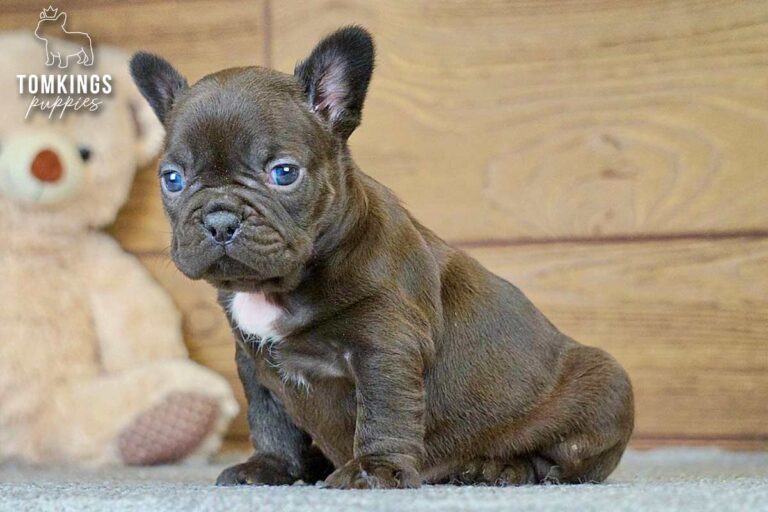 Brianna, a choco French Bulldog girl, sitting on gray carpet with a teddy bear and wood wall behind her.