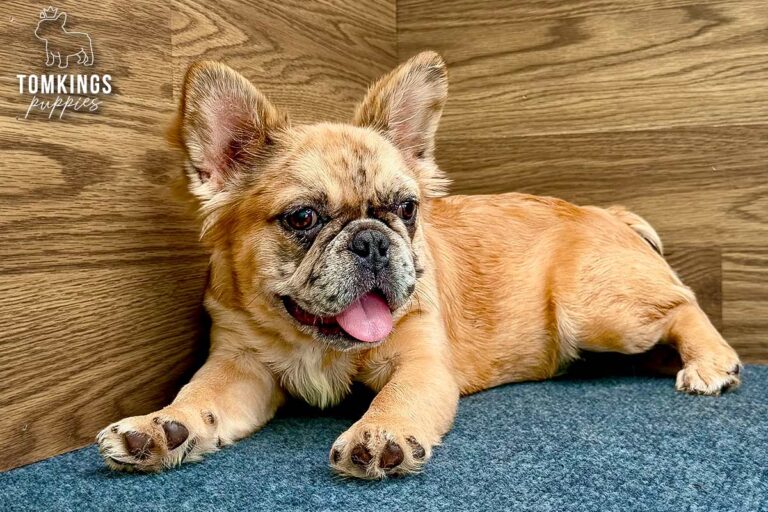 Metairie, a cream fluffy French Bulldog puppy, lying on blue-gray carpet with her tongue out.