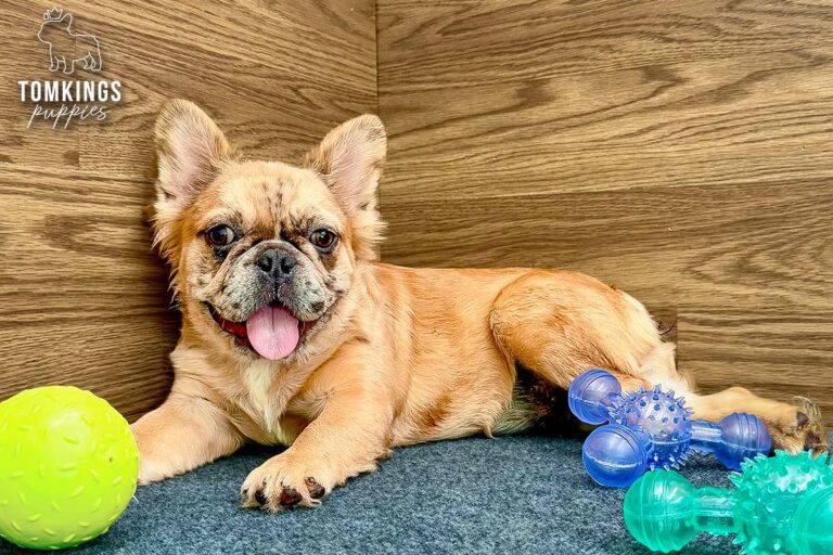 Metairie, a cream fluffy French Bulldog puppy, lying on carpet beside colorful dog toys indoors.