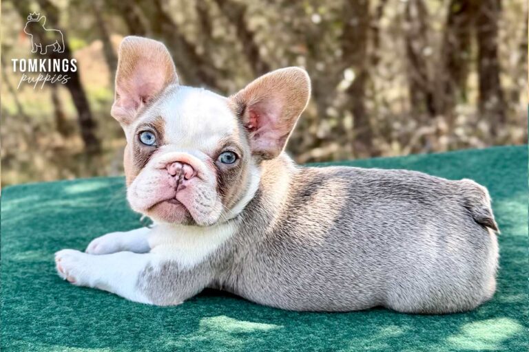 Caspian, an isabella and tan husky male French Bulldog puppy, lying outdoors on green fabric.