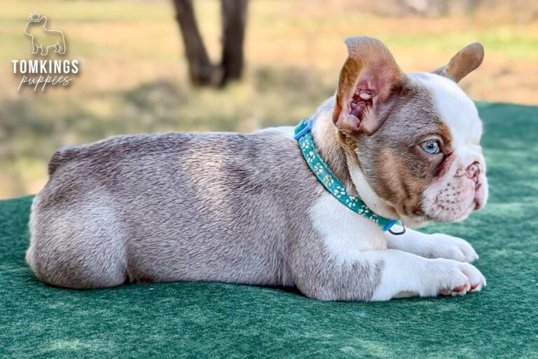 Caspian, an isabella and tan husky male French Bulldog puppy, lying in side profile outdoors.