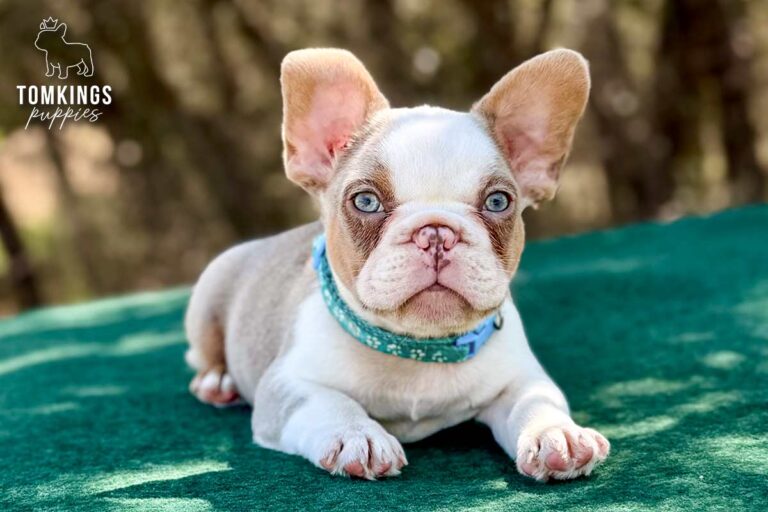 Caspian, an isabella and tan husky male French Bulldog puppy, lying front-facing outdoors.