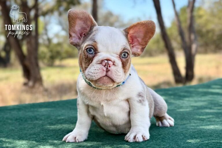 Caspian, an isabella and tan husky male French Bulldog puppy, seated facing the camera outdoors.
