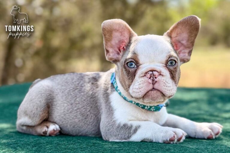 Caspian, an isabella and tan husky male French Bulldog puppy, lying with his head turned outdoors.