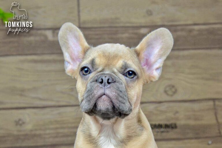 Chase, a fawn French Bulldog puppy, sits in profile on gray carpet with floral decor behind him.