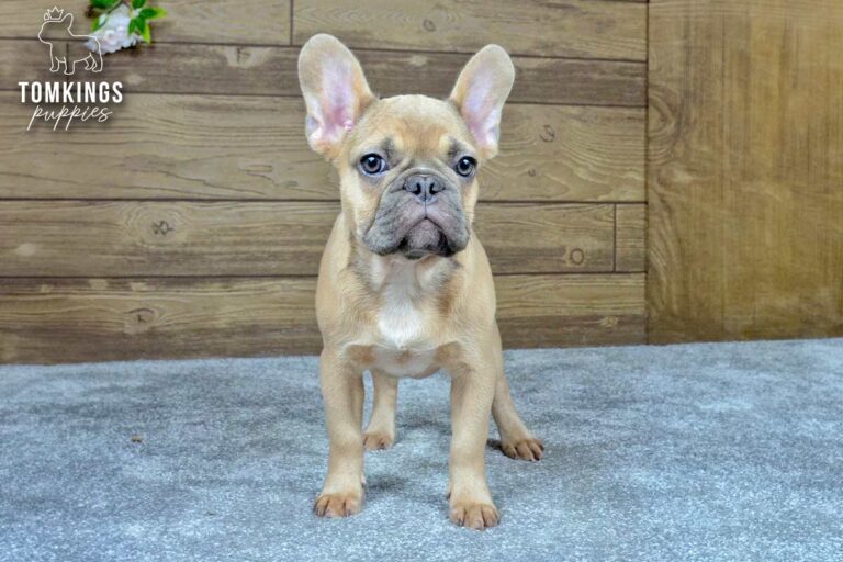 Chase, a fawn French Bulldog puppy, stands on gray carpet facing forward in an indoor studio setup.