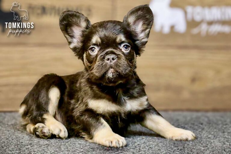 Darwin, a choco and tan fluffy French Bulldog boy, lying on gray carpet in front of a wood backdrop.
