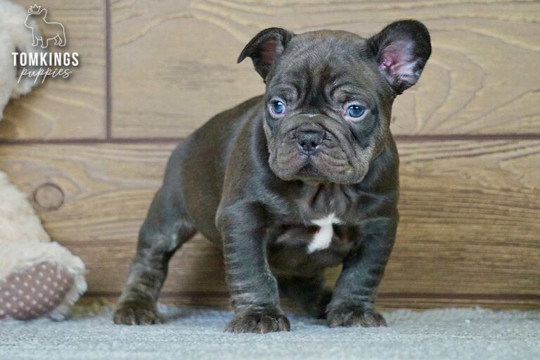 Dax, a male French Bulldog puppy with a light merle-patterned coat, sitting on gray carpet indoors.