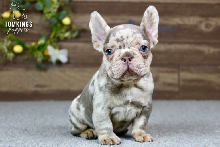 Dax, a male isabella merle and tan French Bulldog puppy, sitting on gray carpet indoors.