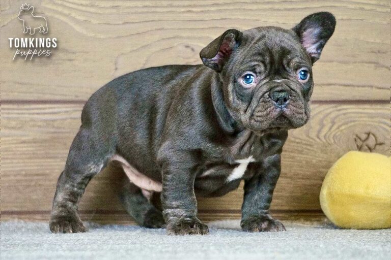 Dax, a male French Bulldog puppy with a light merle-patterned coat, sitting on gray carpet indoors.