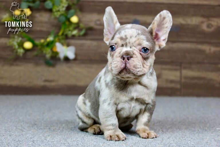 Dax, a male isabella merle and tan French Bulldog puppy, seated and looking slightly right indoors.