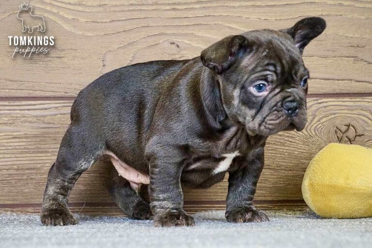 Dax, a male French Bulldog puppy with a light merle-patterned coat, sitting front-facing on gray carpet.