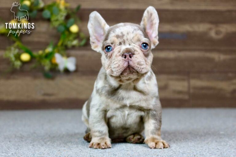 Dax, a male isabella merle and tan French Bulldog puppy, sitting front-facing on gray carpet.