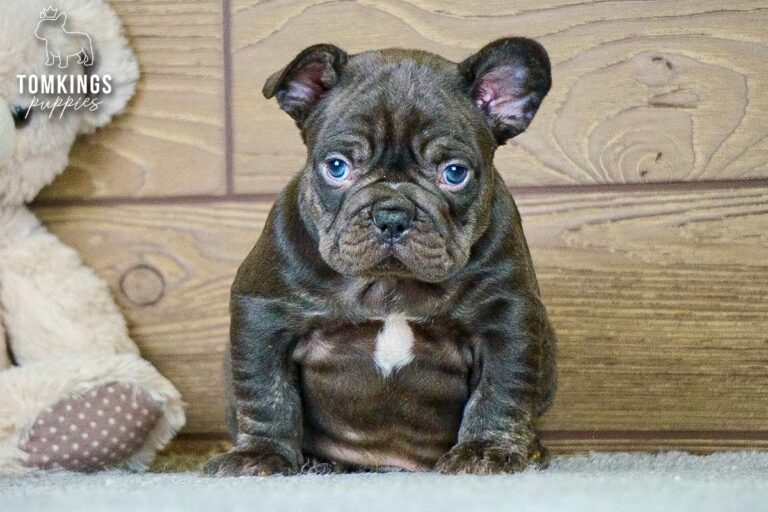 Dax, a male French Bulldog puppy with a light merle-patterned coat, sitting on gray carpet indoors.