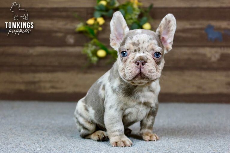 Dax, a male isabella merle and tan French Bulldog puppy, sitting slightly left of center indoors.
